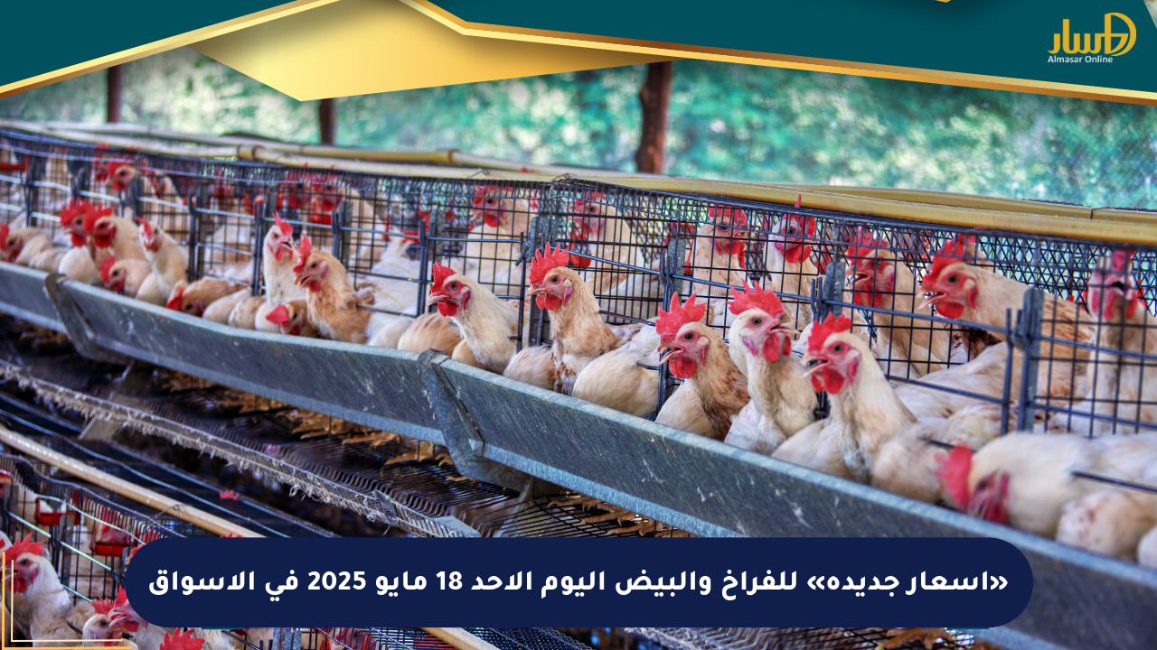 «أسعار جديدة» للفراخ والبيض اليوم الأحد 18 مايو 2025 في الأسواق